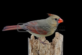 Northern Cardinal On A Log