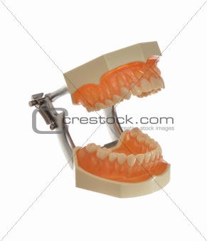 Study model of teeth and gums isolated on white