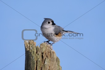 Bird On A Stump