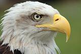 American wild eagle
