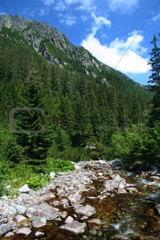 Beautiful mountain forest with river
