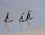 Three Penguins On The Beach