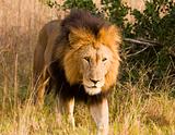 Stalking Wild Lion, On Safari