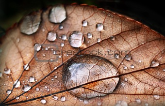 Autumnal leaf with waterdrops