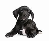 puppy Great Dane (2 months)
