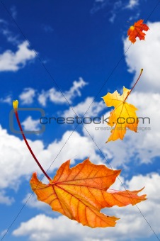 Fall maple leaves background