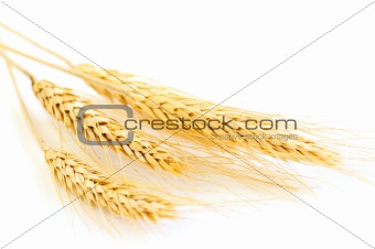Isolated wheat ears