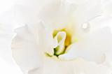 Isolated white flower