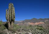 Cactus landscape