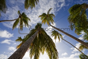 View into the sky with palmtrees