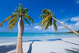 palms on paradise island (caribe)