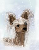Chinese Crested, Hairless 