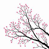 Tree Branches with Pink Flowers