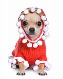 chihuahua dressed as father christmas