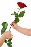 Children hands giving and receiving a rose