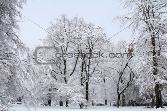 Snow Scene