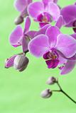 Orchid Series