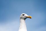 Close up of a seagull