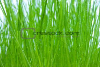 dewed grass
