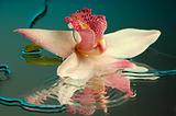 Wet orchid #2