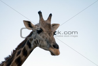 Giraffe Close-up 