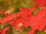 autumn maple leaves macro