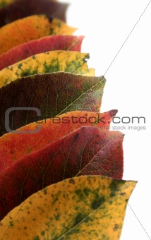 Collection of autumnal leaf