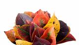 Collection of autumnal leaf