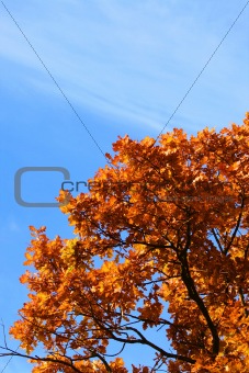  Autumn leaves on tree