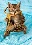 Cat in the basket