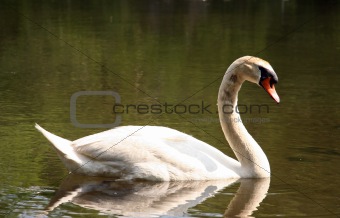 Swan by the Lake