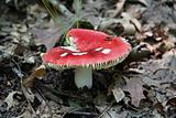 Red Mushroom in the Forest