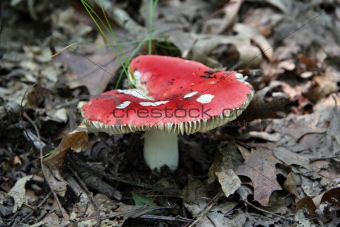 Red Mushroom in the Forest