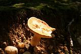 Mushroom in Morning Light