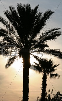 Miami Palm Trees with Sunset