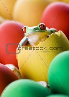 Frog and eggs
