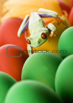 Frog and eggs