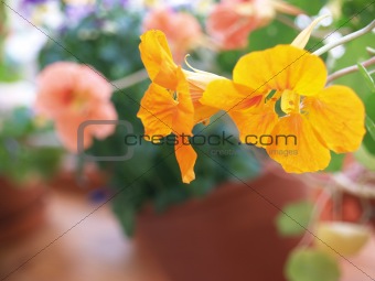 flowers in parterre