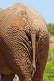 Elephant Rear