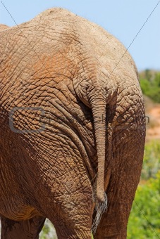 Elephant Rear