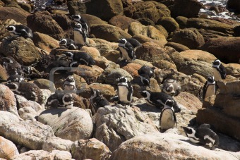 Jackass Penguins (Demersus Spheniscus)