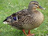 Calm Mallard Duck 