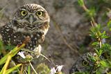 burrowing owl pair