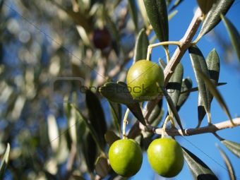 Hanging Olives