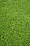 Golf grass