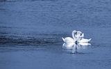 Three white swans