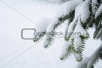 Snow Scene