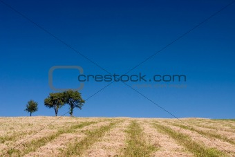 Summer abstract landscape 