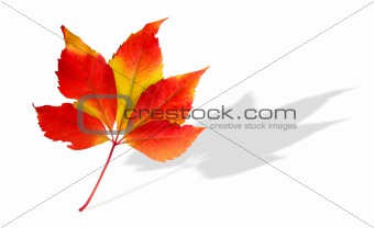 Colorful image of autumn leav