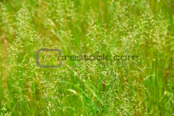 Tall grass